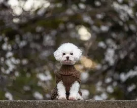 Chanel, Wag Brigade member