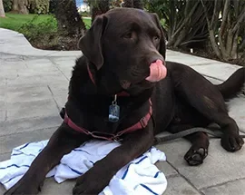 Bombay, Wag Brigade Member