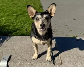 Philbert, Wag Brigade Member