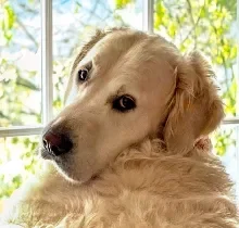 Charlie, Wag Brigade member