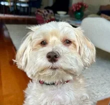 King Leopold, Wag Brigade member