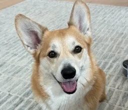 Biscuit, a member of SFO's Wag Brigade animal therapy program